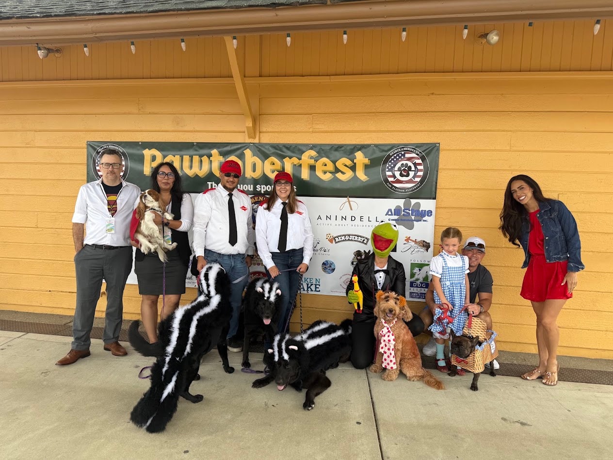 Community gathering with dogs