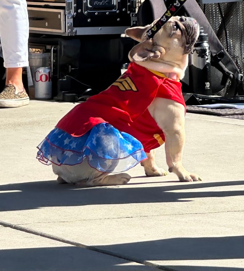 Golden retriever at outdoor event