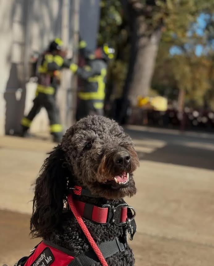 Police officer with service dog at community event