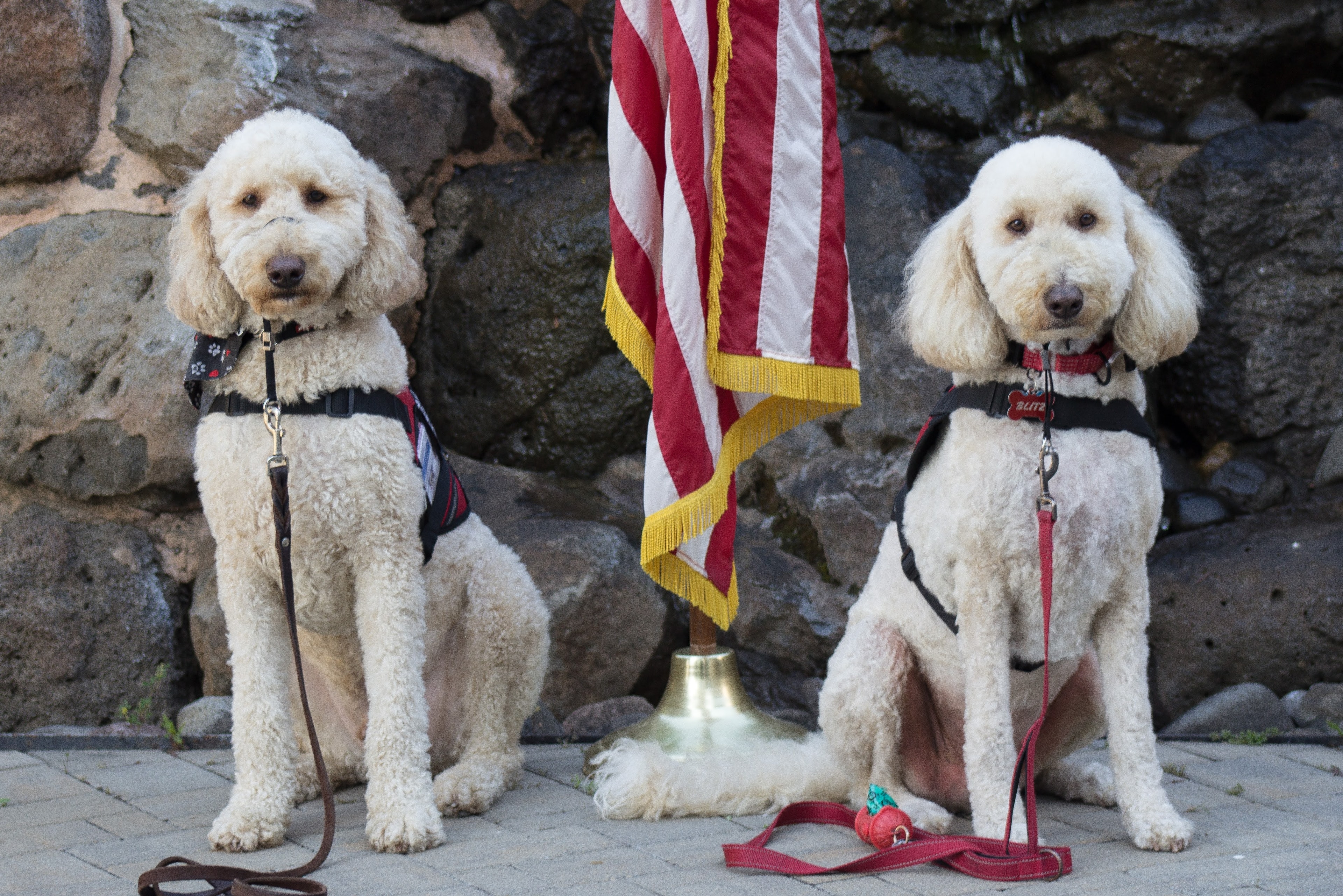 Blaze and Blitz sitting side by side with an American flag between them